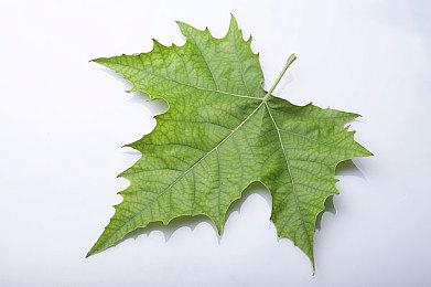 Epic喜加二：《虚空混蛋》《尤卡莱莉大冒险》免费领